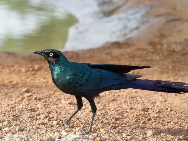<h3><a href="/trips/gambia/biota/animalia/chordata/aves/040 passeriformes/105 sturnidae/lamprotornis caudatus/lamprotornis caudatus-nl.html">Lamprotornis&nbsp;caudatus</a> / Long‑tailed&nbsp;glossy&nbsp;starling / Groene&nbsp;langstaartglansspreeuw</h3>OM-1 Mark II met OLYMPUS M.150-400mm F4.5 TC, 1/2000 sec  bij F5.6, ISO 4000, afstand 4.31&nbsp;m